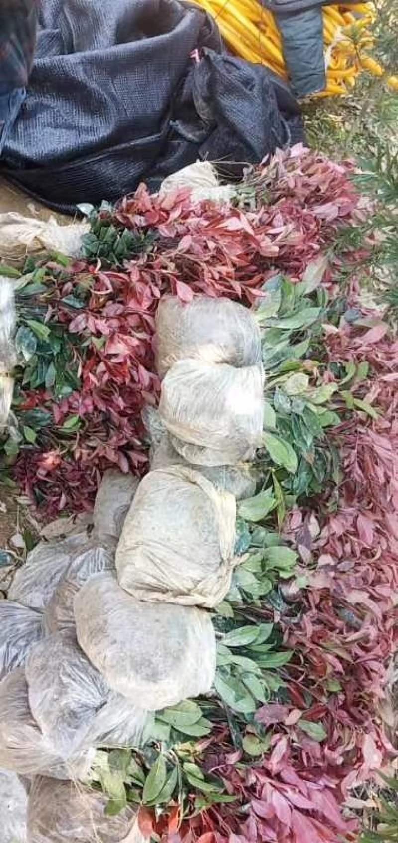 红叶石楠苗湖南红叶石楠红叶石楠杯苗工程苗