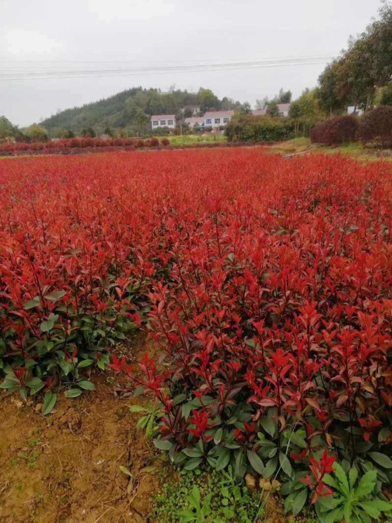 红叶石楠苗湖南红叶石楠红叶石楠杯苗工程苗