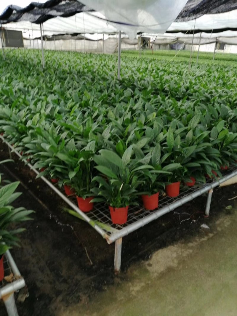 白掌各种规格基地直销原装带盆带土发货，量大价优