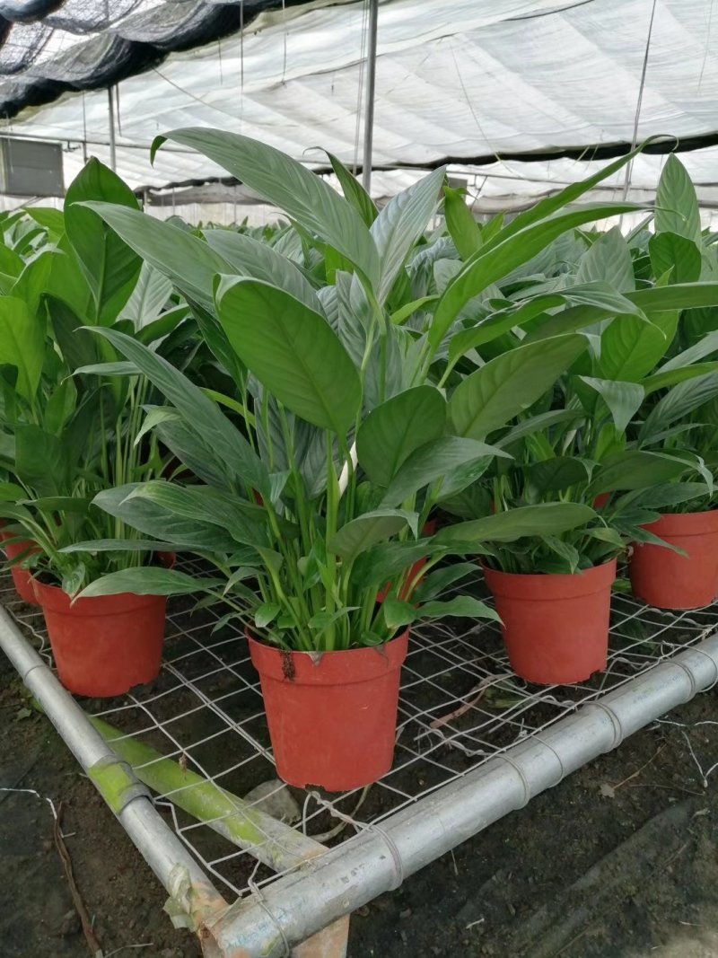 白掌各种规格基地直销原装带盆带土发货，量大价优