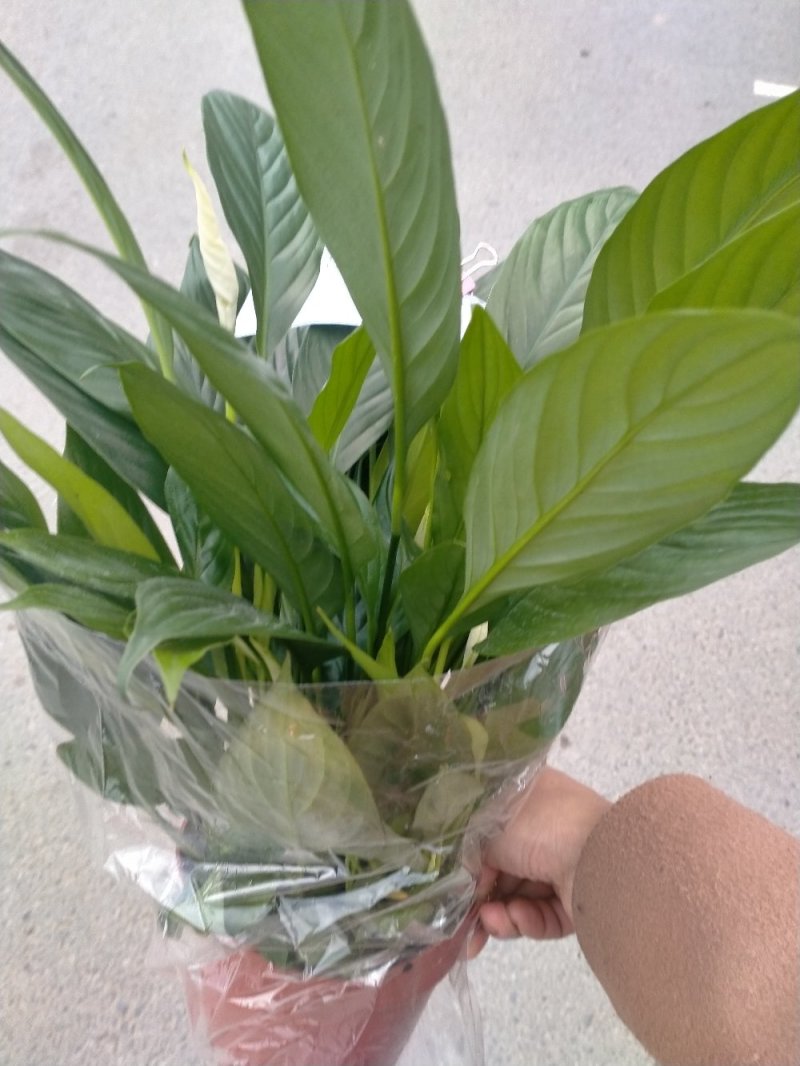白掌各种规格基地直销原装带盆带土发货，量大价优