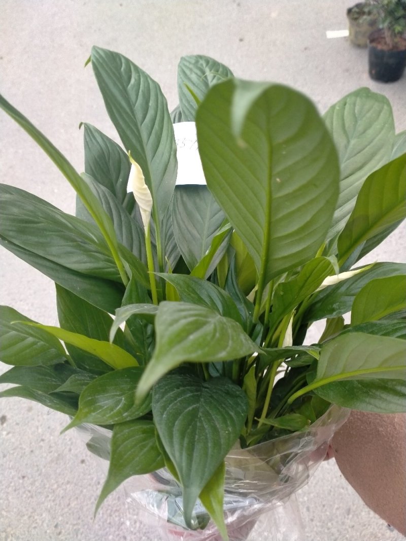 白掌各种规格基地直销原装带盆带土发货，量大价优