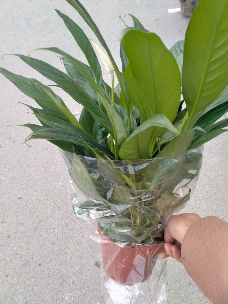 白掌各种规格基地直销原装带盆带土发货，量大价优