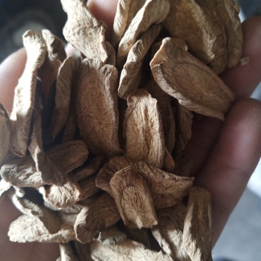 牛蒡茶