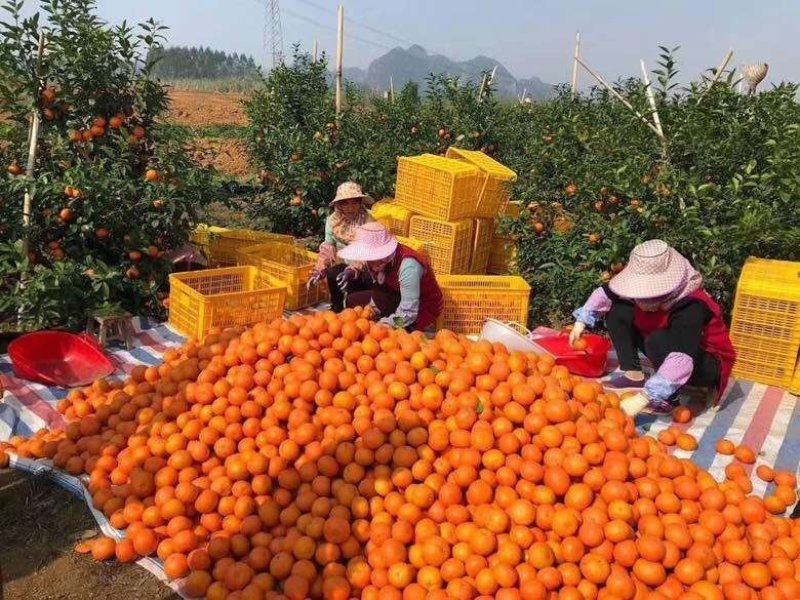 沃柑大量上市大个细皮颜色红货源充足质量保证实力代办