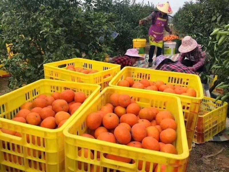 沃柑大量上市大个细皮颜色红货源充足质量保证实力代办