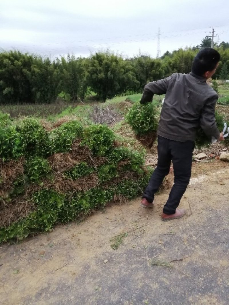杉树苗出售