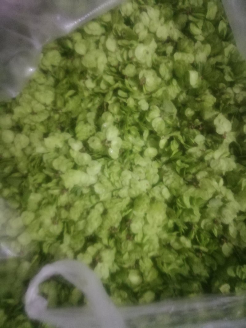 榆钱，大叶片加冰，承接电商批发商，新鲜当天采摘