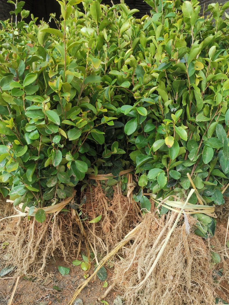 油茶苗