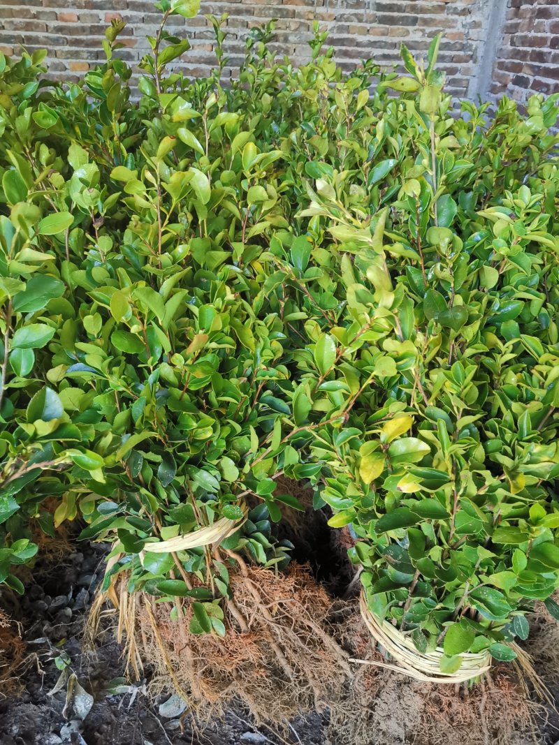 油茶苗