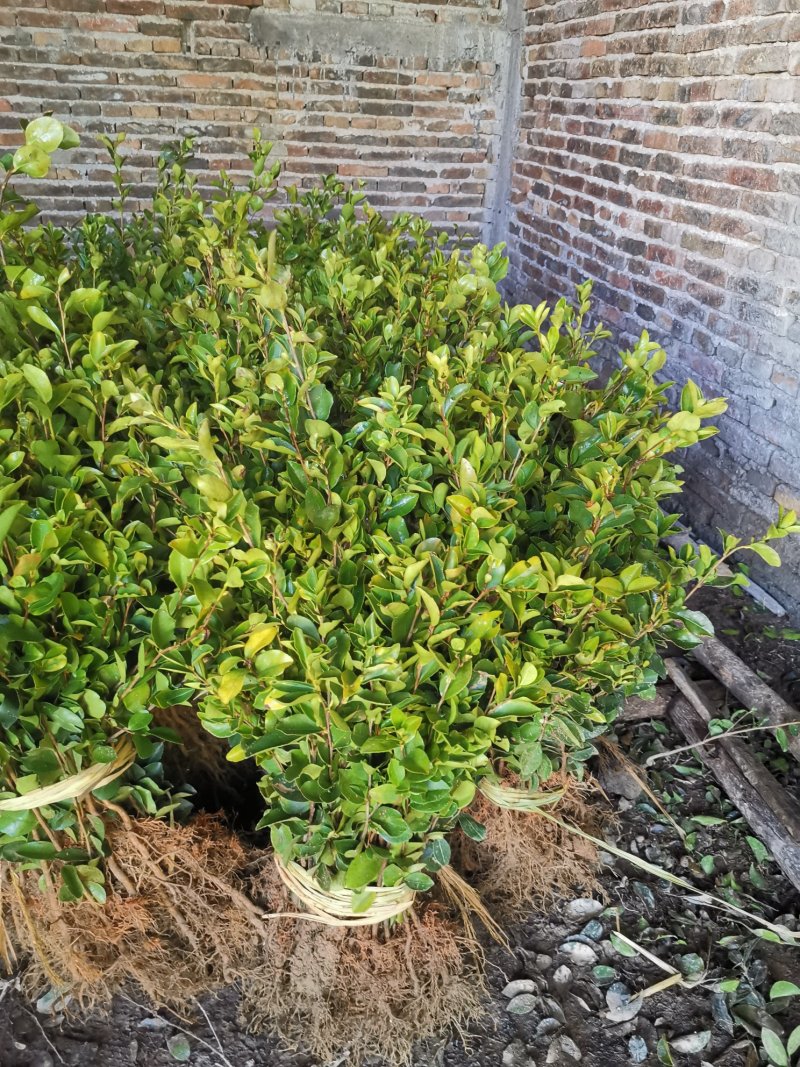油茶苗