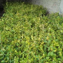 油茶苗