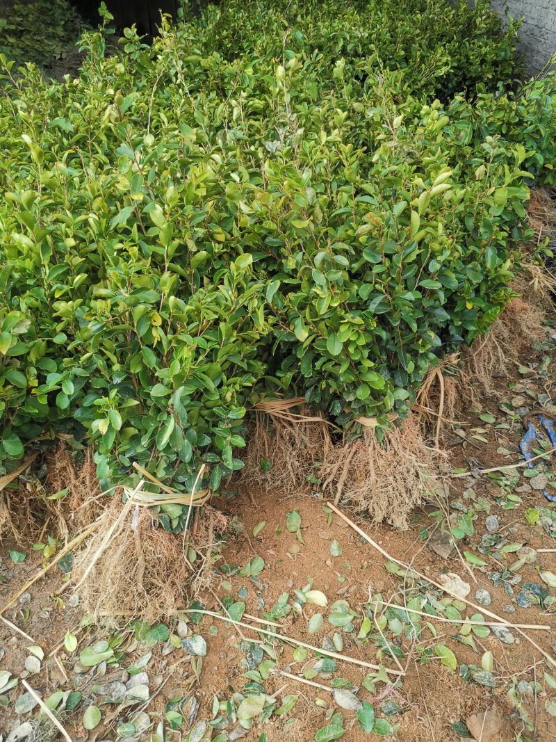 油茶苗