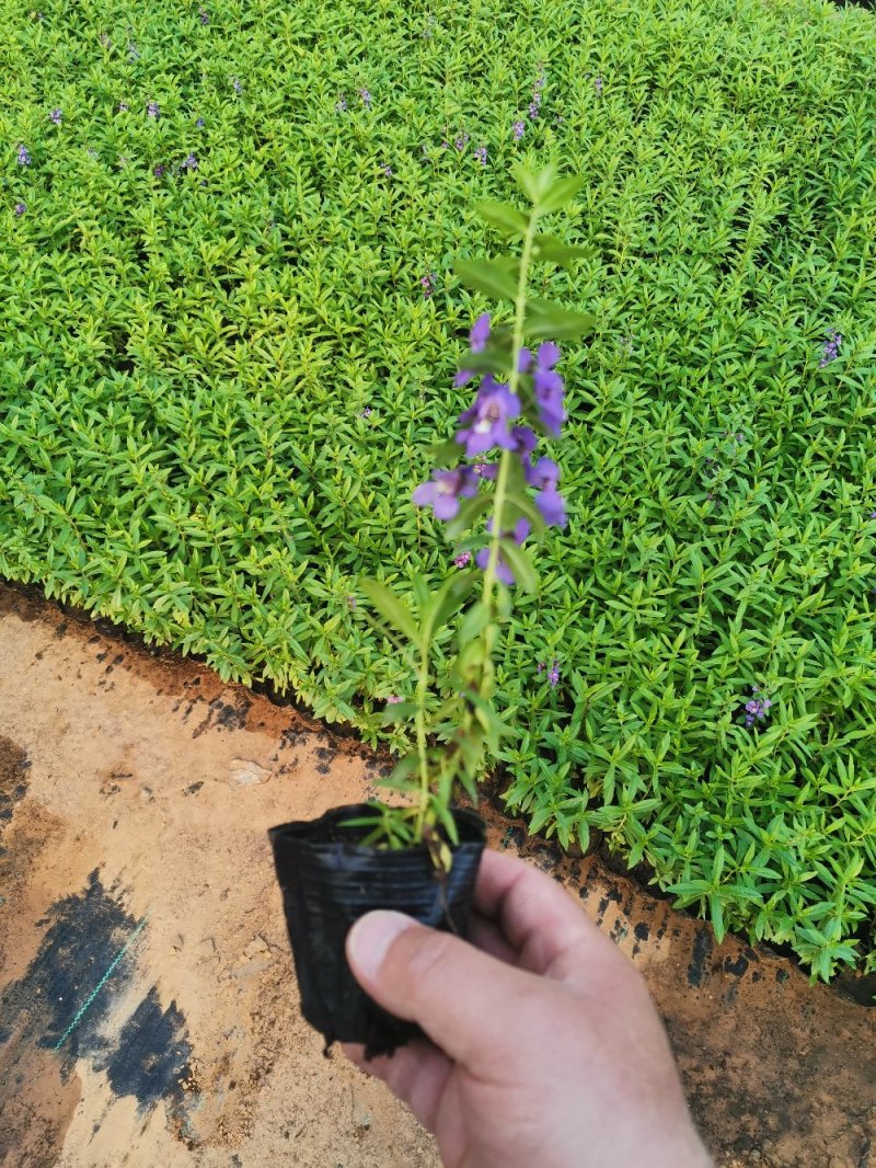 天使花优质香彩雀多年生香彩雀产地直供