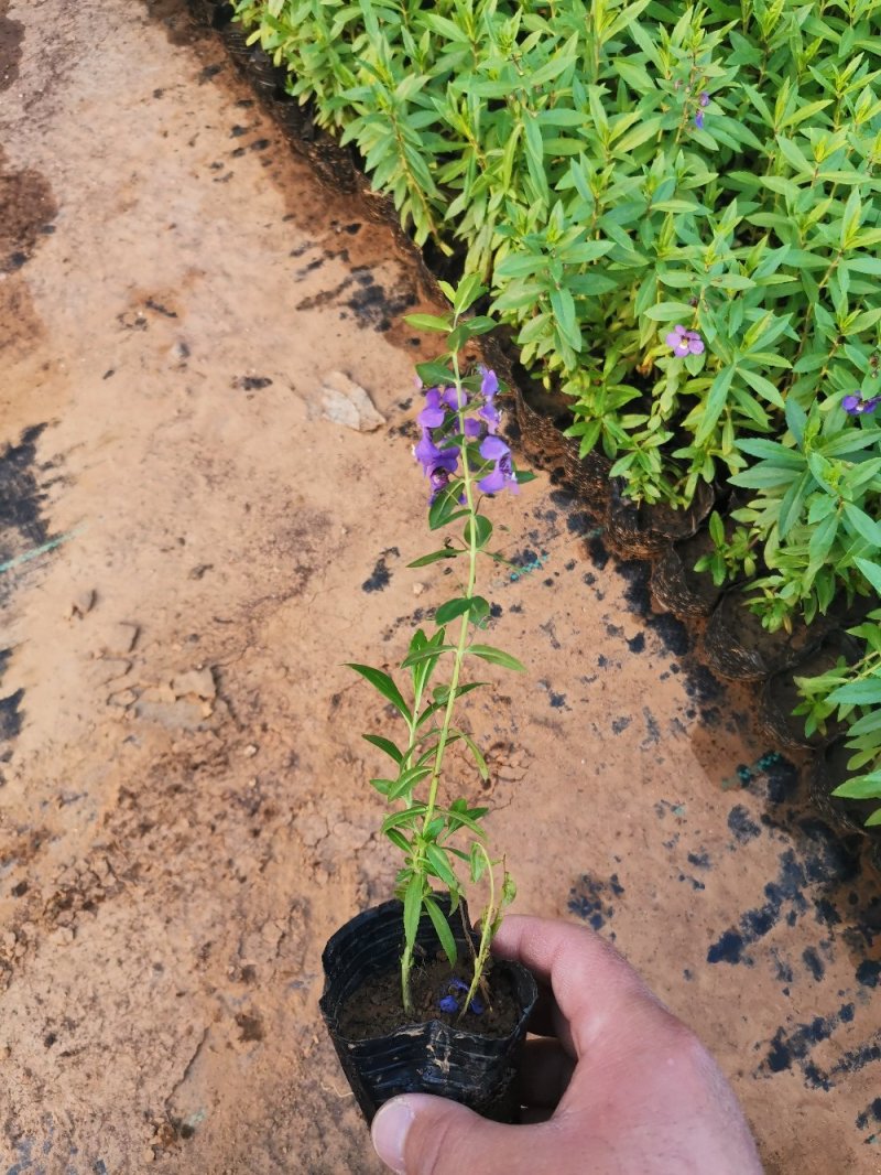 天使花优质香彩雀多年生香彩雀产地直供