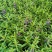 天使花优质香彩雀多年生香彩雀产地直供