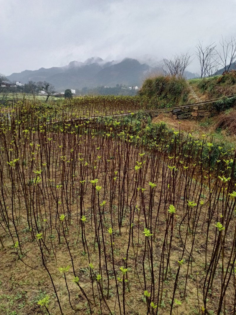 吴茱萸百分之百正宗中花
