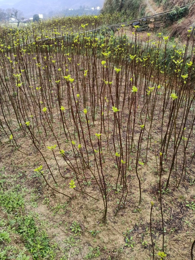 吴茱萸百分之百正宗中花