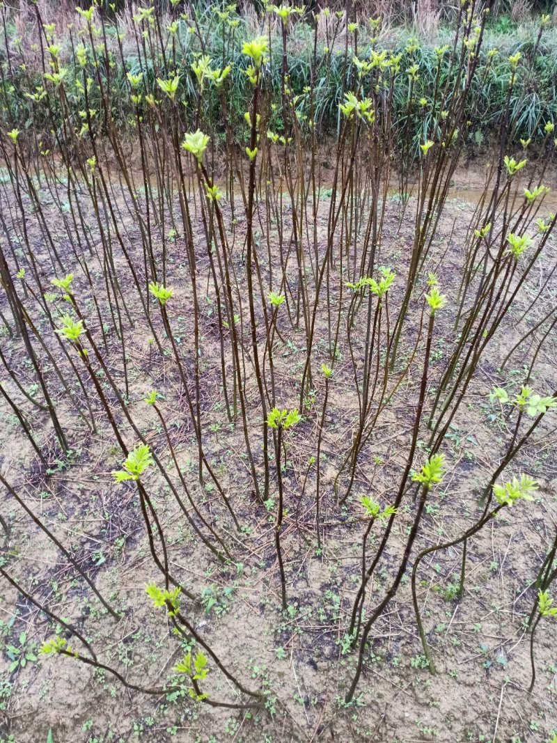 吴茱萸百分之百正宗中花