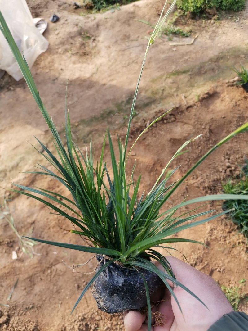 崂峪苔草苔草多年生植物自产自销欢迎实地看货