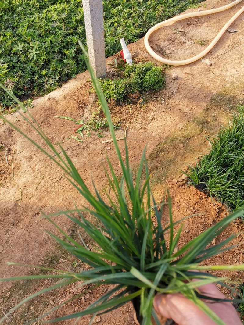 崂峪苔草苔草多年生植物自产自销欢迎实地看货