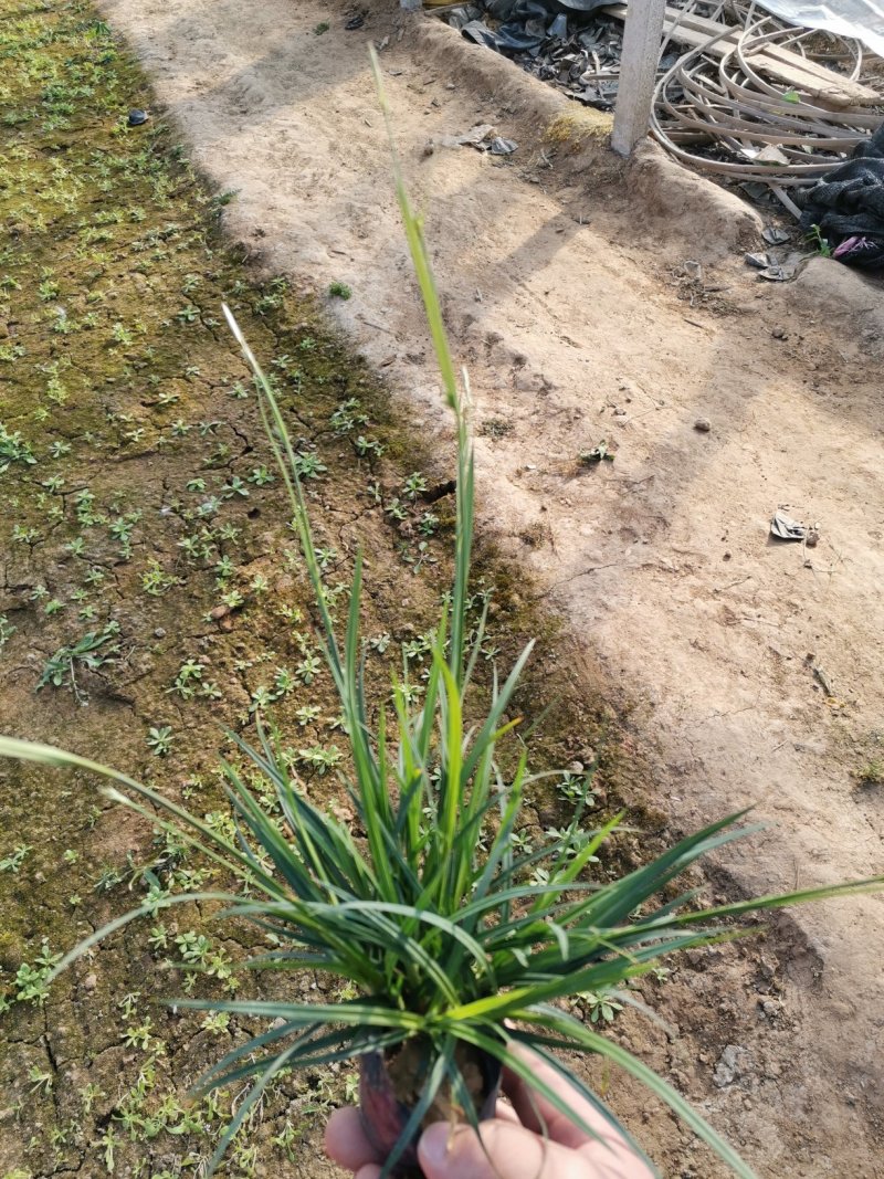 崂峪苔草苔草多年生植物自产自销欢迎实地看货