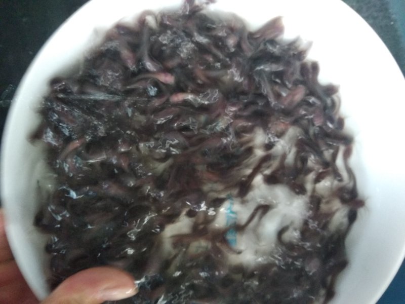 塘角鱼苗三黄塘角鱼本地塘鲺鱼苗