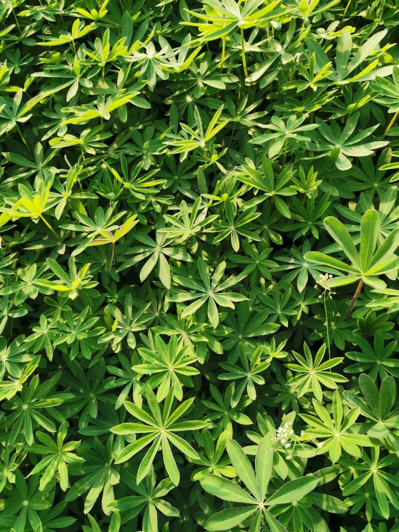 羽扇豆优质鲁冰花基地直发欢迎实地看货