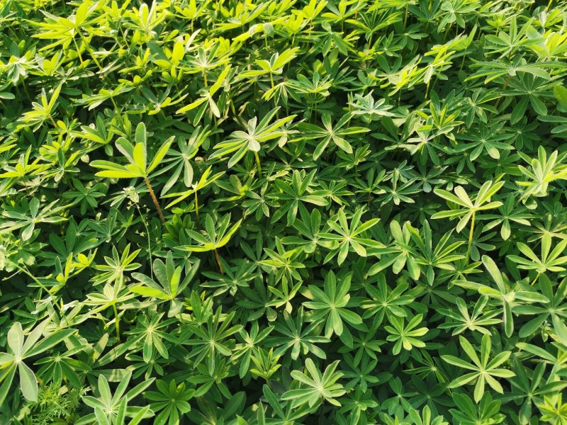 羽扇豆优质鲁冰花基地直发欢迎实地看货
