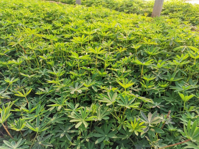 羽扇豆优质鲁冰花基地直发欢迎实地看货