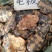 龟板，常年批发供应，中药材龟板