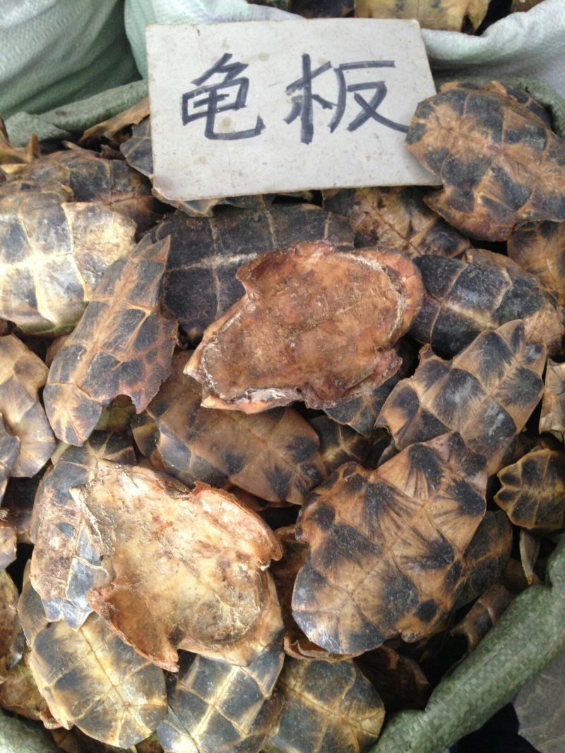 龟板，常年批发供应，中药材龟板