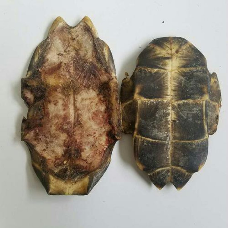 龟板，常年批发供应，中药材龟板