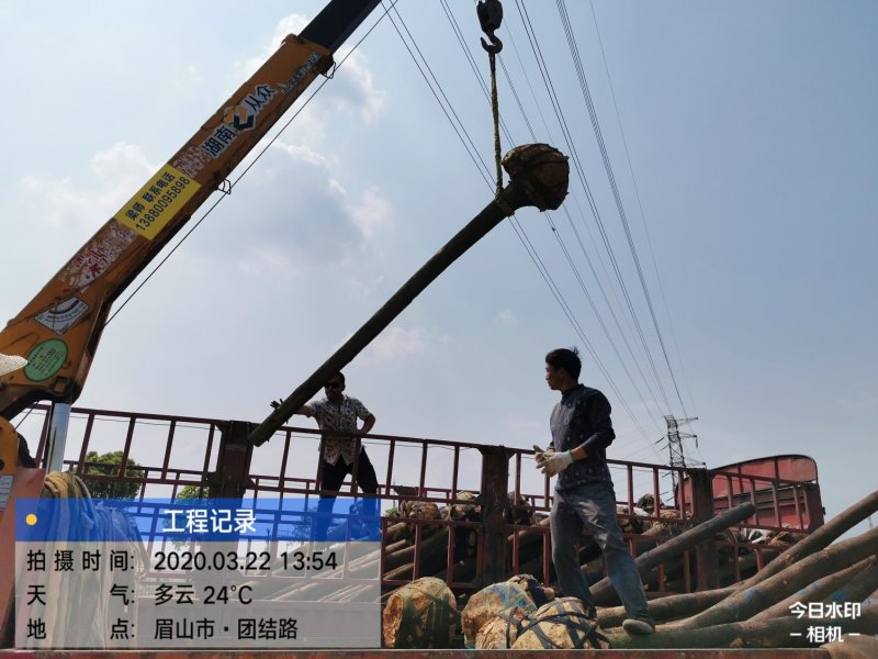 四川眉山大量出售香樟米径5—12公分，高度3——4米！