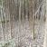 四川眉山大量出售香樟米径5—12公分，高度3——4米！
