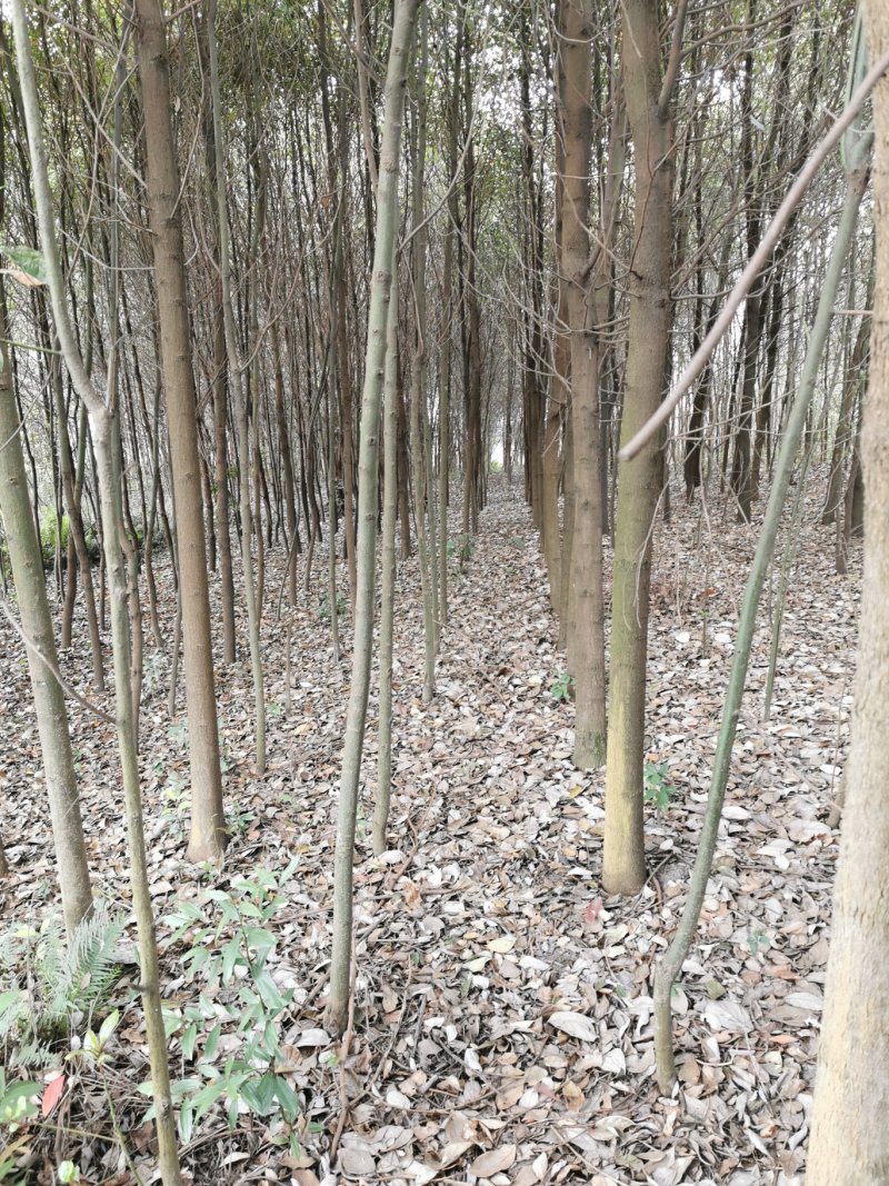 四川眉山大量出售香樟米径5—12公分，高度3——4米！