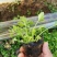 虞美人宿根草花绿化苗木优质多年生草花