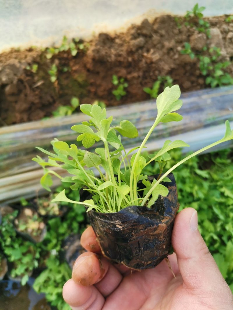 虞美人宿根草花绿化苗木优质多年生草花
