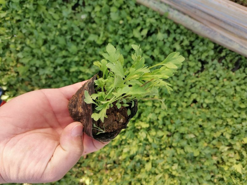 虞美人宿根草花绿化苗木优质多年生草花