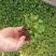 虞美人宿根草花绿化苗木优质多年生草花