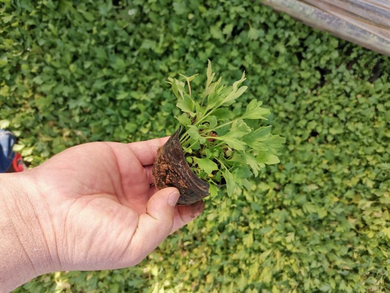虞美人宿根草花绿化苗木优质多年生草花