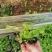 虞美人宿根草花绿化苗木优质多年生草花