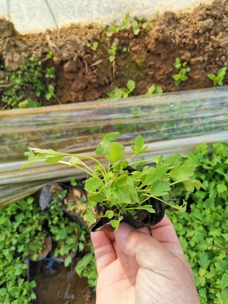 虞美人宿根草花绿化苗木优质多年生草花