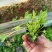 虞美人宿根草花绿化苗木优质多年生草花