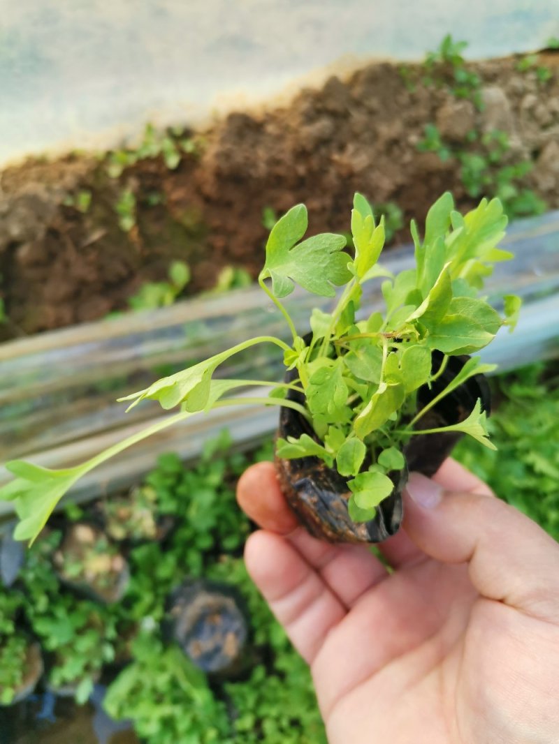 虞美人宿根草花绿化苗木优质多年生草花