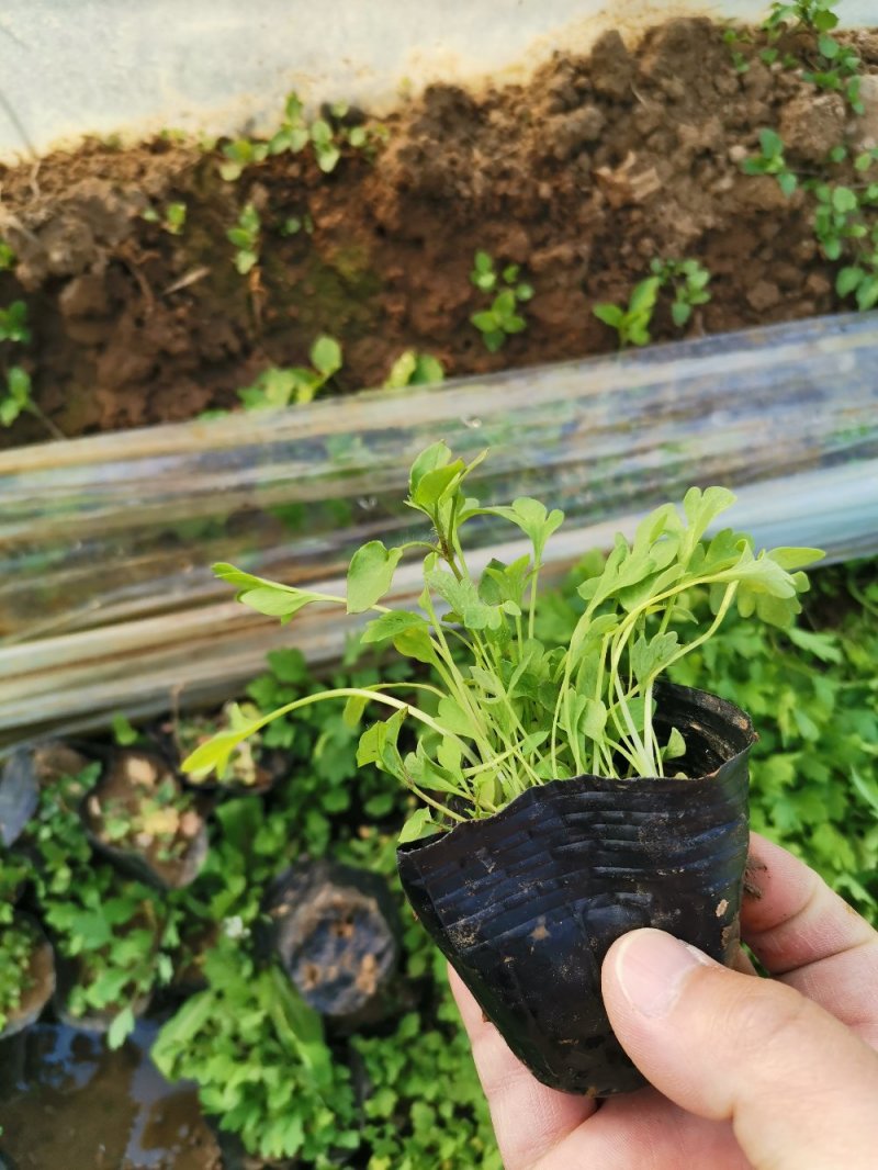 虞美人宿根草花绿化苗木优质多年生草花