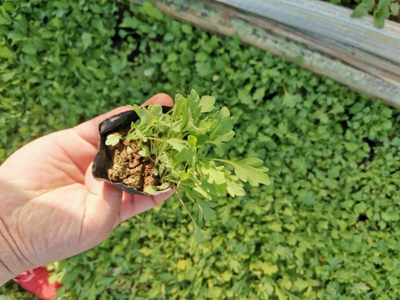 虞美人宿根草花绿化苗木优质多年生草花