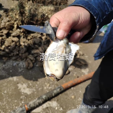 【热销】生蚝一手货源价格美丽欢迎各位老板洽谈合作