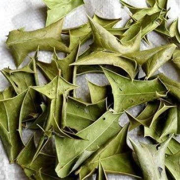 枸骨叶，常年批发供应冷背中草药，功劳叶