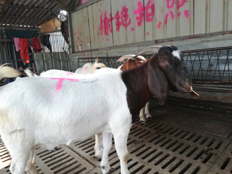 波尔山羊羊羔羊崽肉羊崽纯种波尔山羊，羊羔